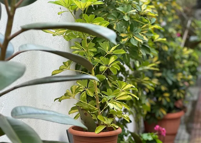 μονοκατοικία  Maizonette Passaggio G *